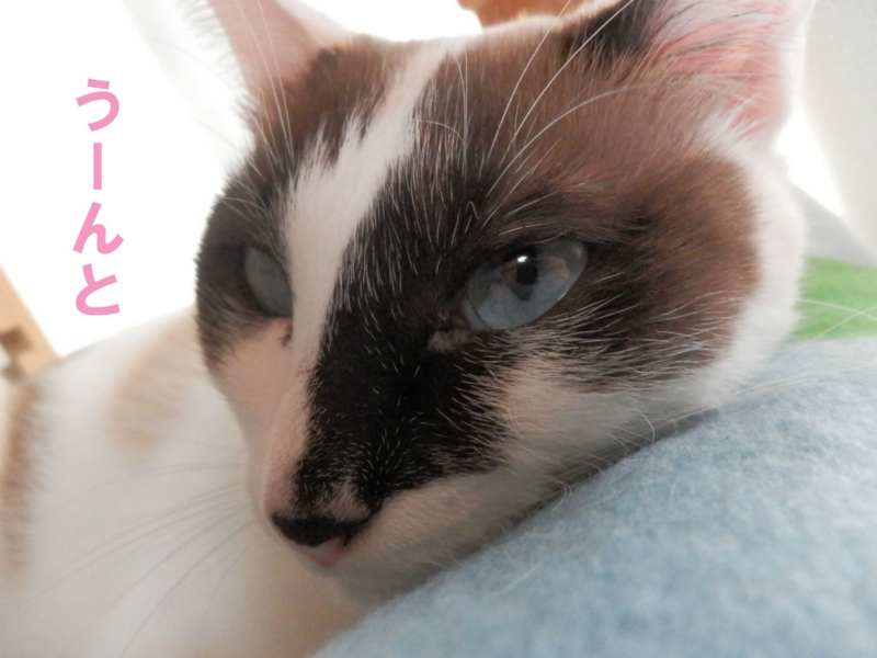 f:id:gosaku13:20150220084955j:image