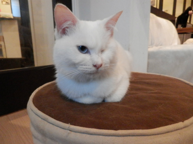 f:id:gosaku13:20150220090825j:image