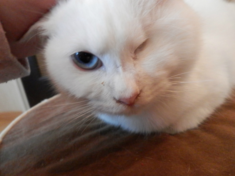 f:id:gosaku13:20150220090826j:image