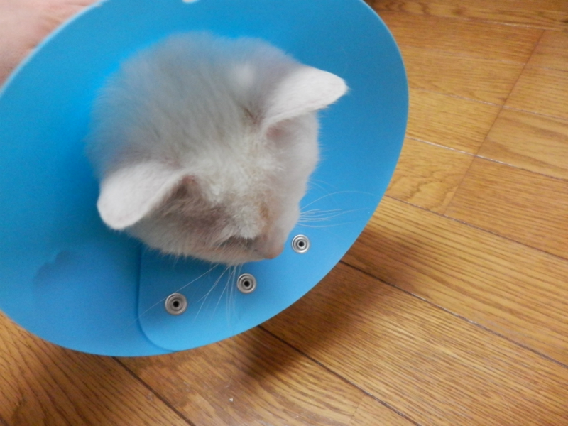 f:id:gosaku13:20150221121303j:image