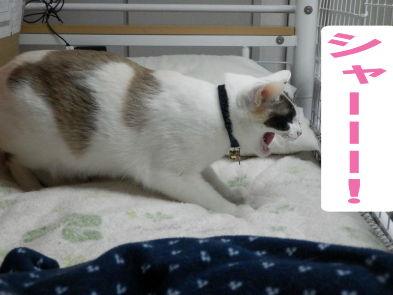 f:id:gosaku13:20150221121407j:image