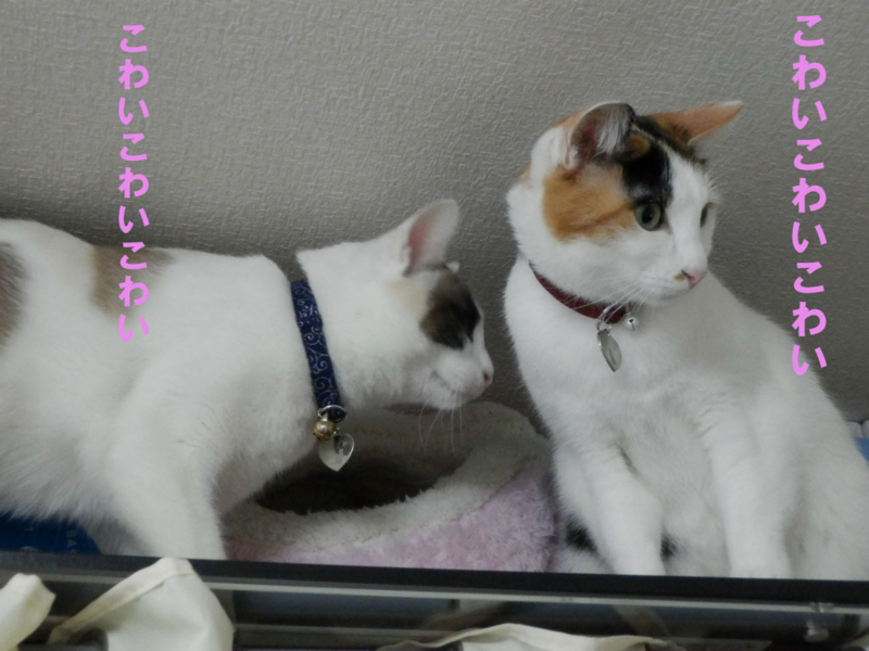 f:id:gosaku13:20150221121445j:image