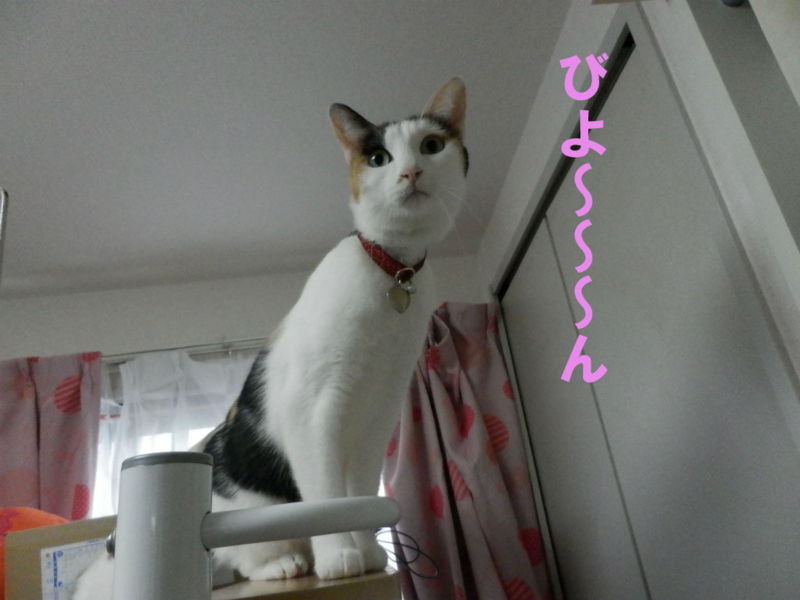 f:id:gosaku13:20150221121454j:image