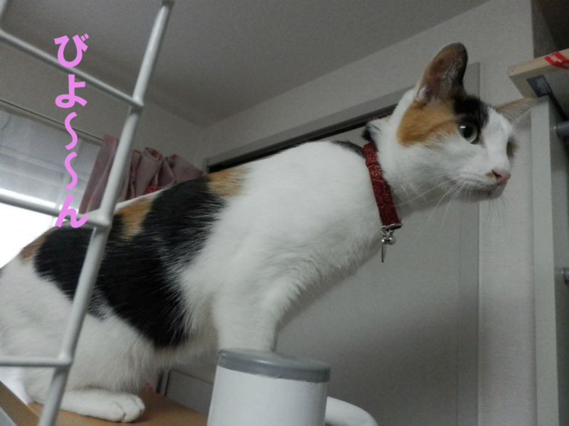 f:id:gosaku13:20150221121503j:image