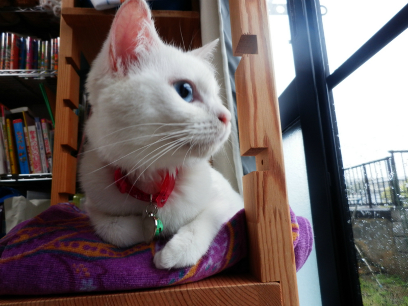 f:id:gosaku13:20150403090513j:image