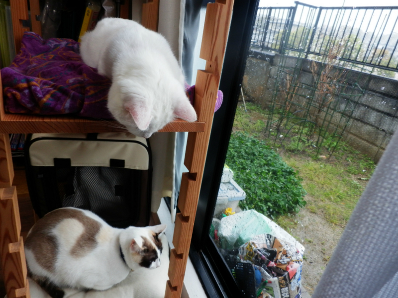 f:id:gosaku13:20150403090640j:image