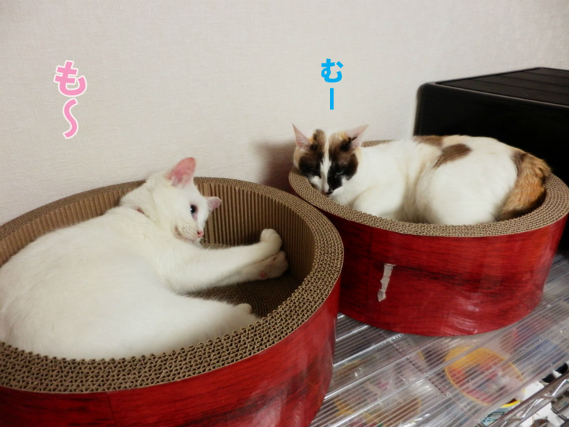 f:id:gosaku13:20150403203839j:image