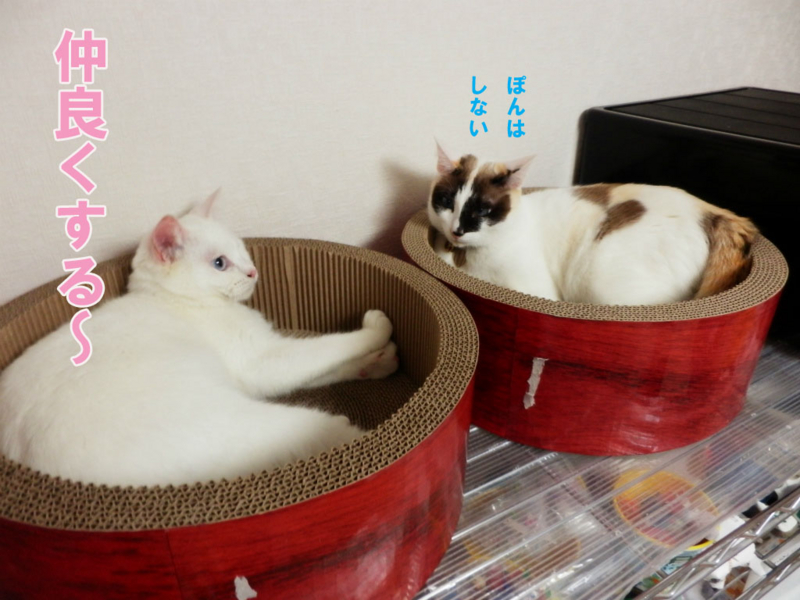 f:id:gosaku13:20150403203924j:image