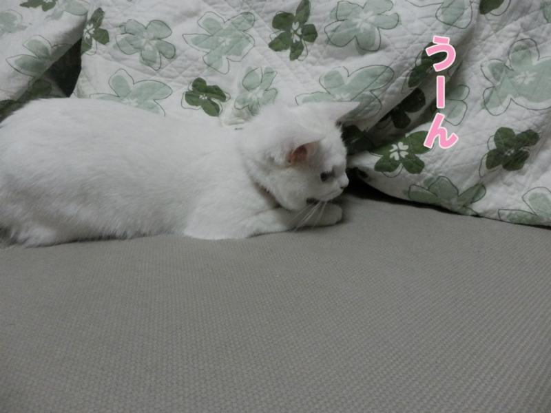 f:id:gosaku13:20150404133402j:image