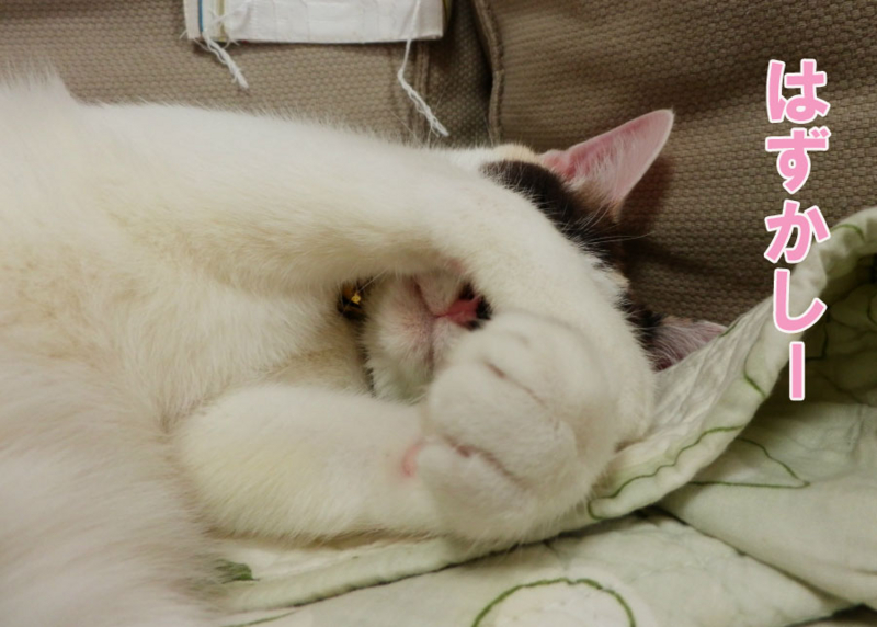 f:id:gosaku13:20150408211619j:image