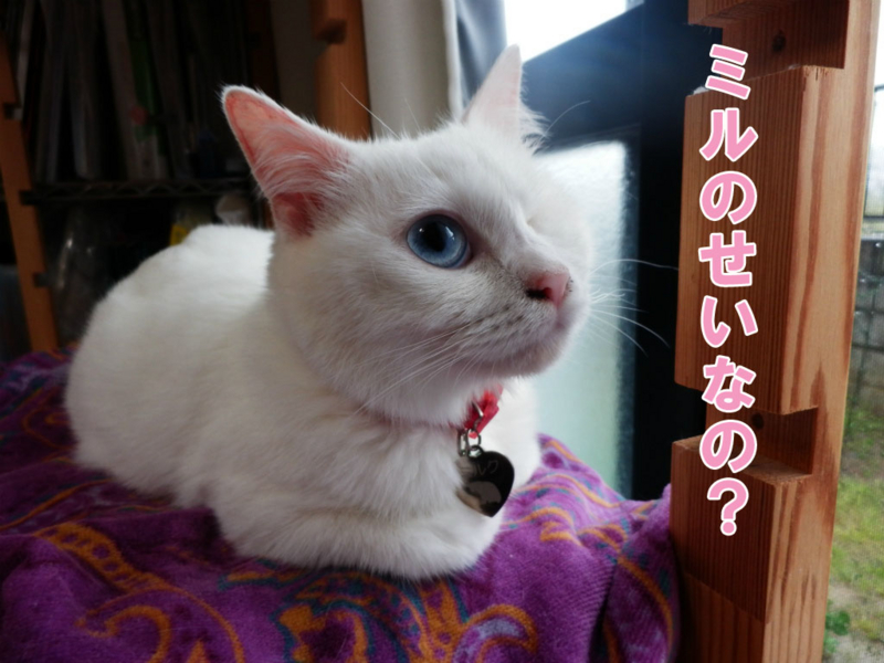 f:id:gosaku13:20150408211743j:image