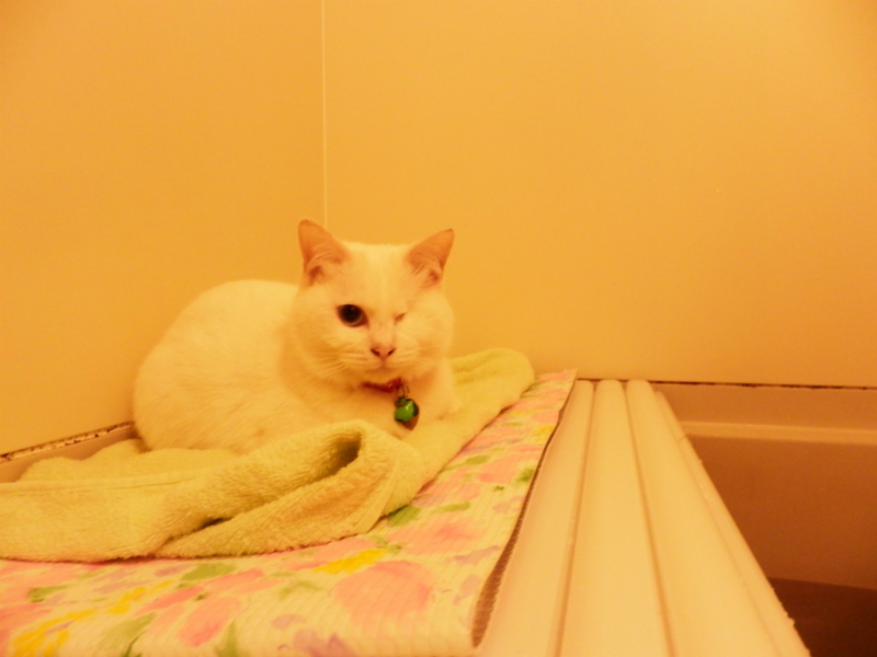 f:id:gosaku13:20150409105944j:image