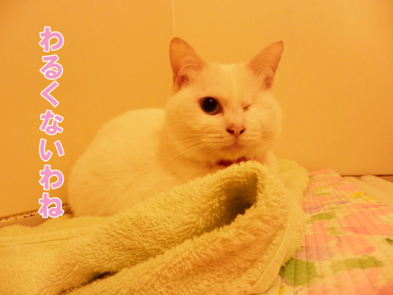 f:id:gosaku13:20150409110139j:image