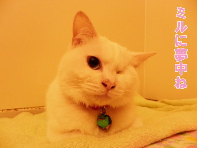 f:id:gosaku13:20150409110209j:image