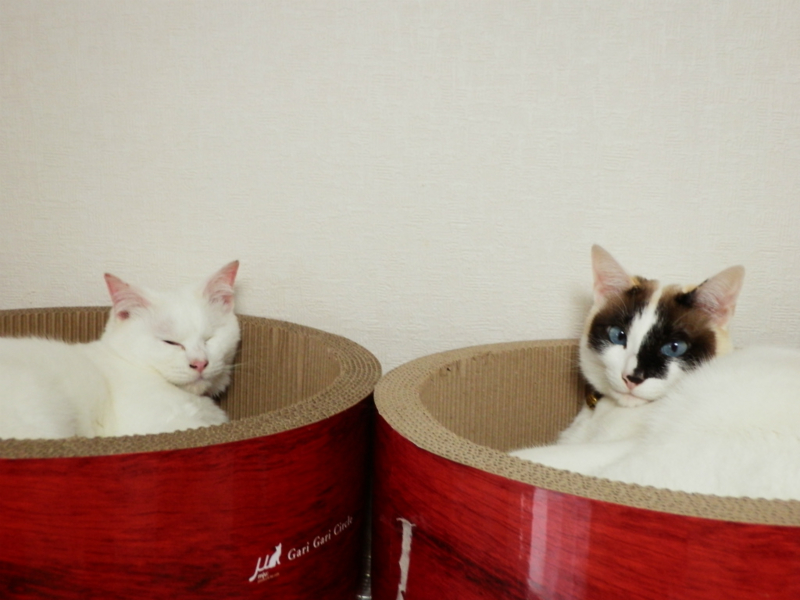 f:id:gosaku13:20150411120836j:image