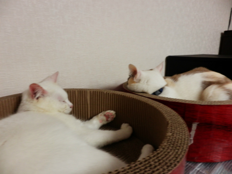 f:id:gosaku13:20150411120949j:image