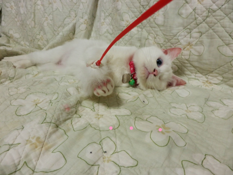 f:id:gosaku13:20150412072126j:image