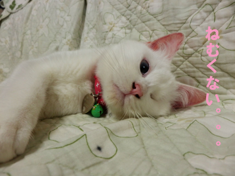 f:id:gosaku13:20150412072526j:image