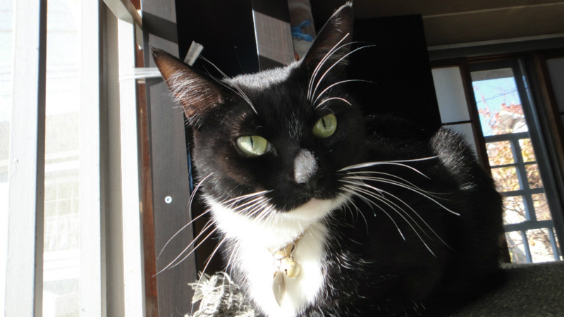 f:id:gosaku13:20150413084701j:image