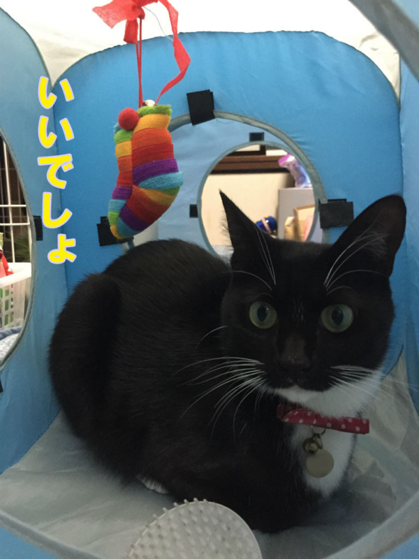 f:id:gosaku13:20150413085833j:image