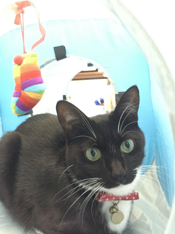 f:id:gosaku13:20150413085849j:image