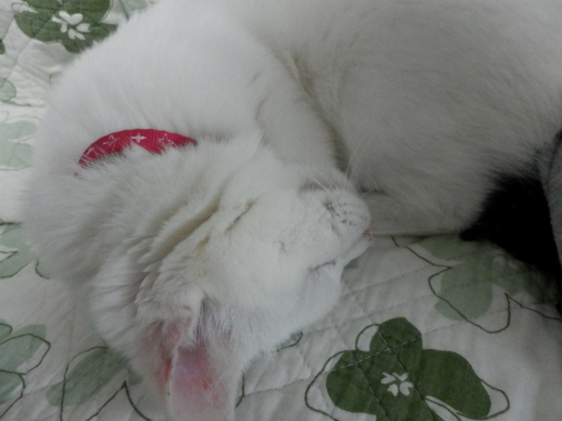 f:id:gosaku13:20150414141228j:image