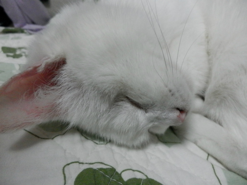 f:id:gosaku13:20150414141315j:image