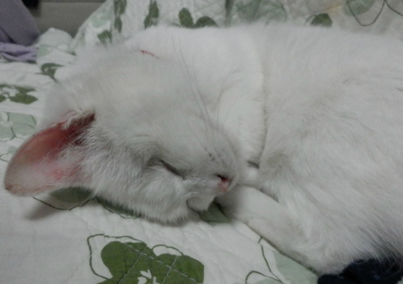 f:id:gosaku13:20150414141334j:image