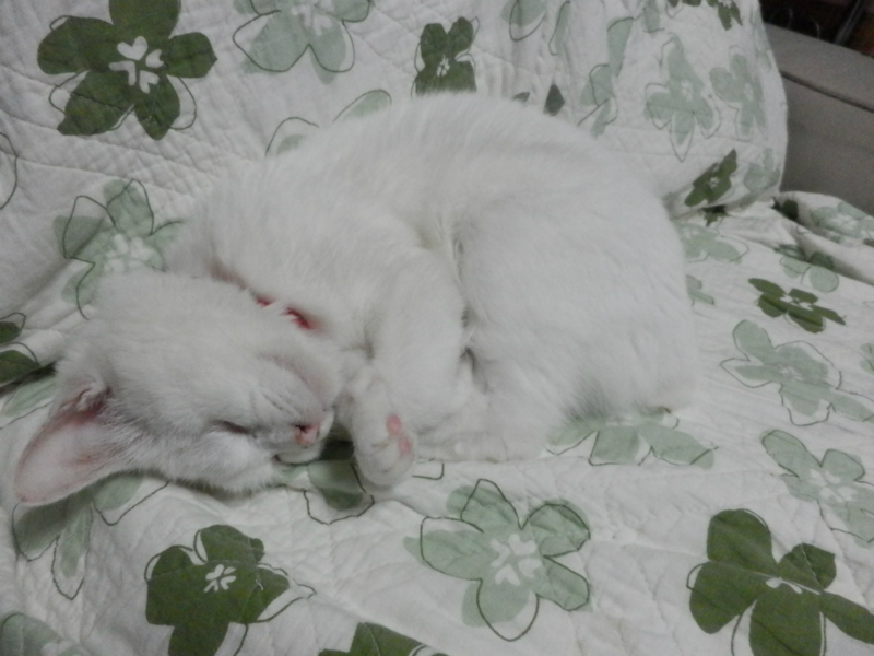 f:id:gosaku13:20150428091109j:image