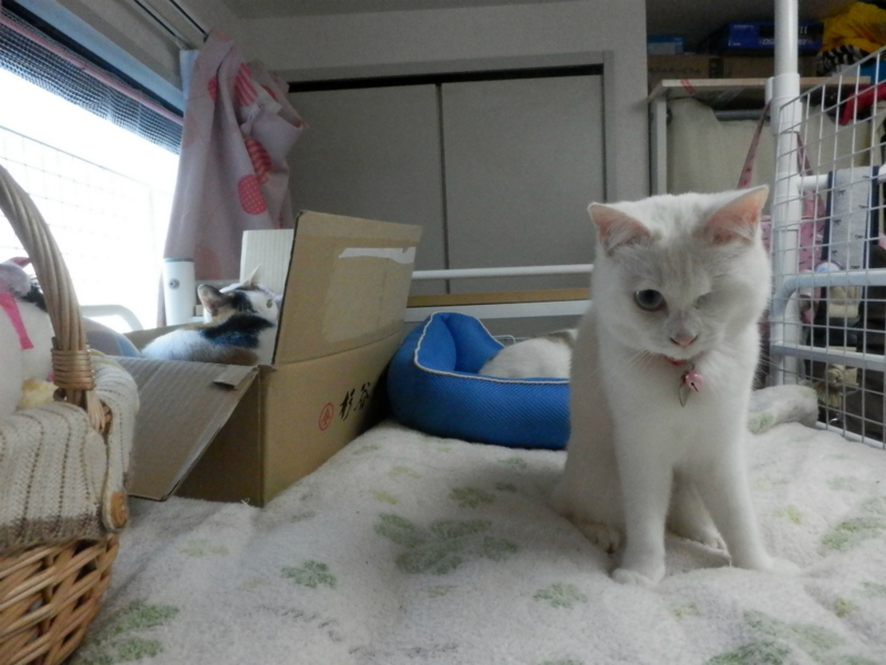 f:id:gosaku13:20150504211005j:image