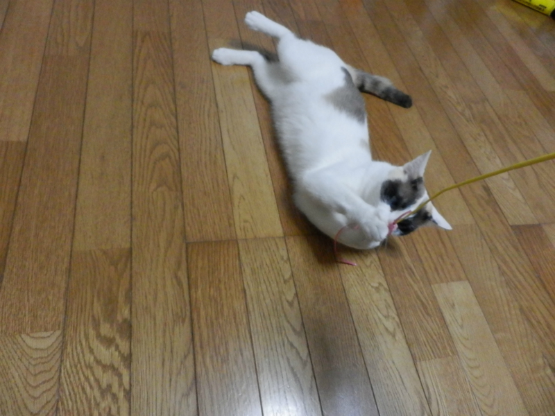 f:id:gosaku13:20150607100906j:image