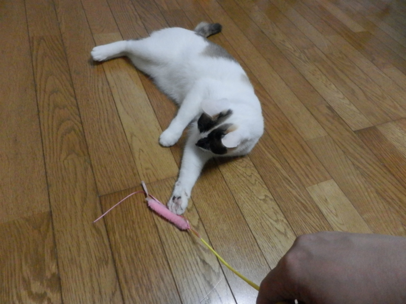 f:id:gosaku13:20150607101434j:image