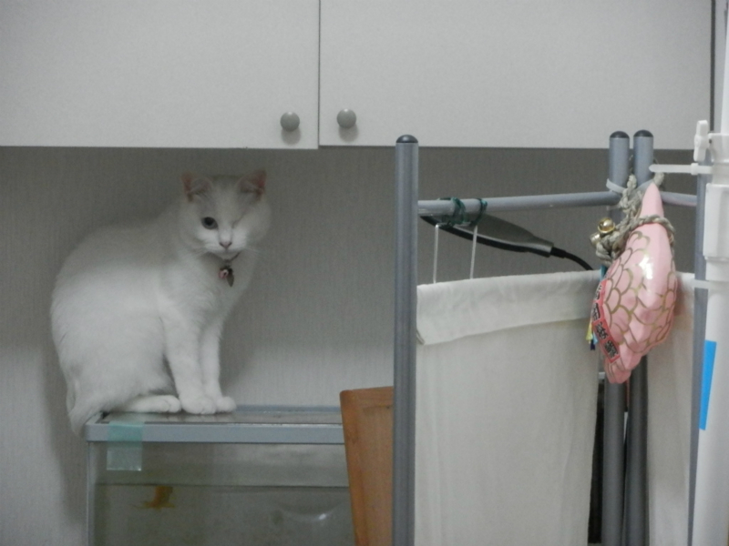 f:id:gosaku13:20150607101547j:image