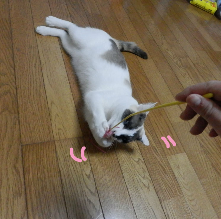 f:id:gosaku13:20150607101811j:image