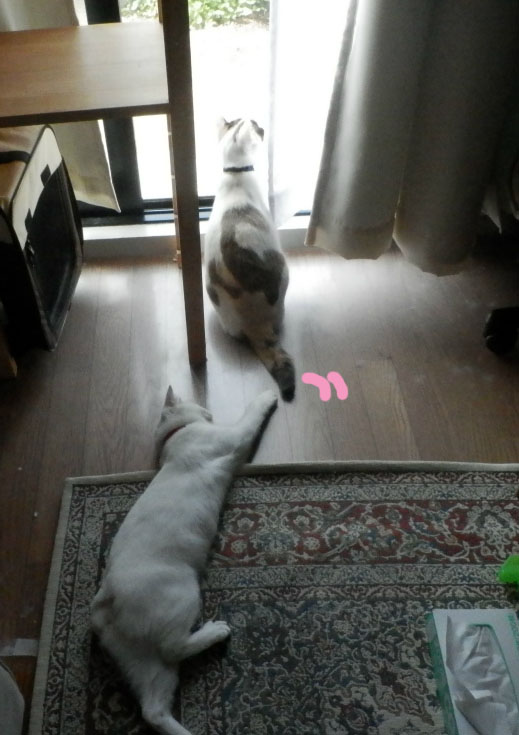 f:id:gosaku13:20150607185031j:image