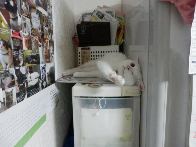 f:id:gosaku13:20150609072032j:image