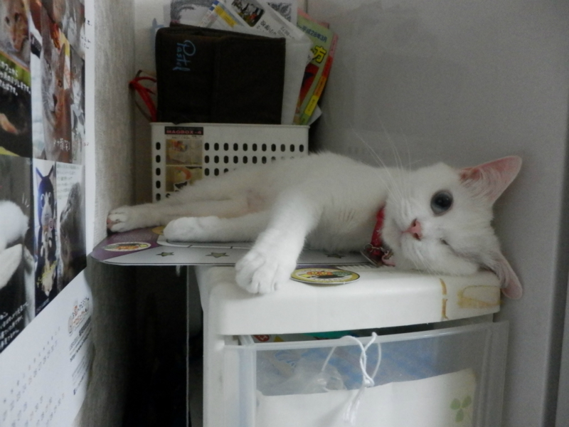 f:id:gosaku13:20150609072206j:image