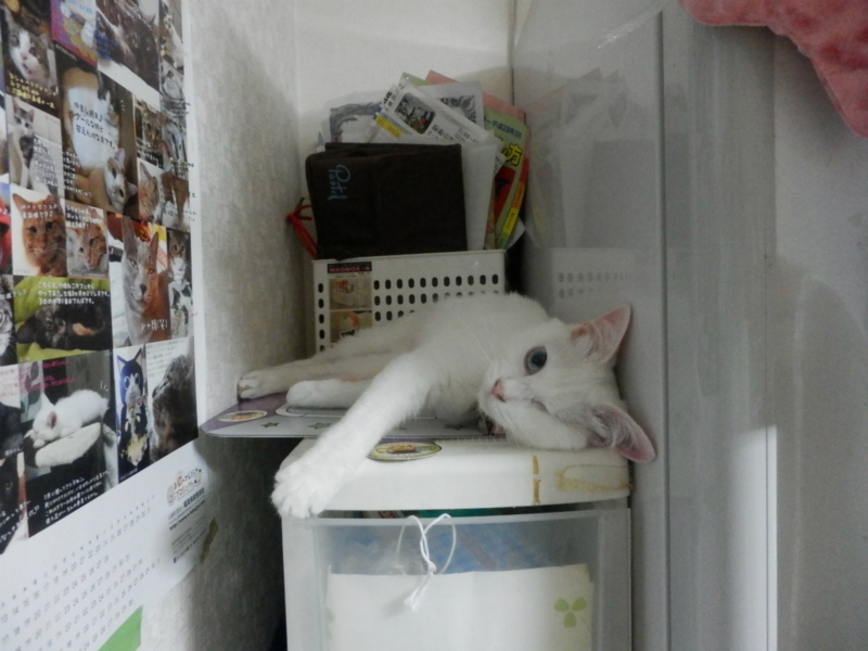 f:id:gosaku13:20150609072208j:image