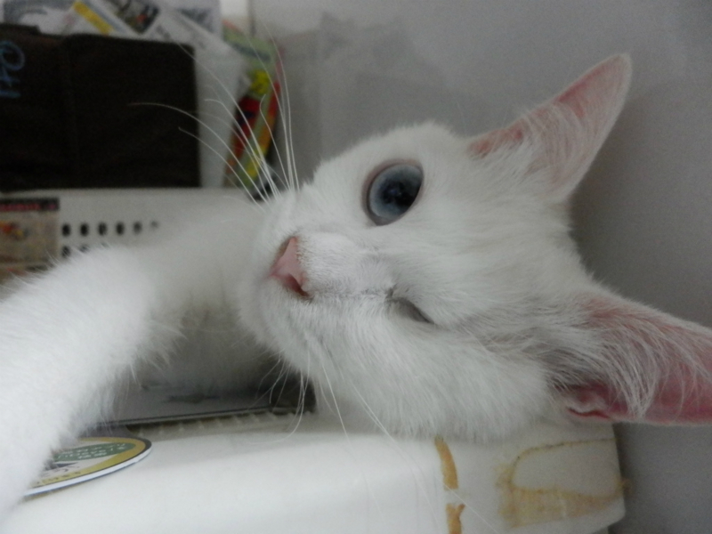 f:id:gosaku13:20150609072337j:image