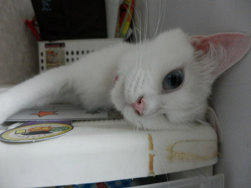 f:id:gosaku13:20150609072338j:image