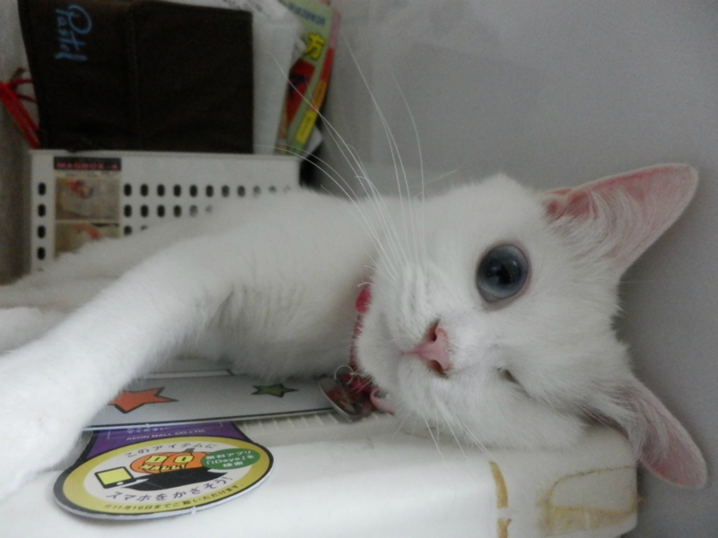 f:id:gosaku13:20150609072340j:image