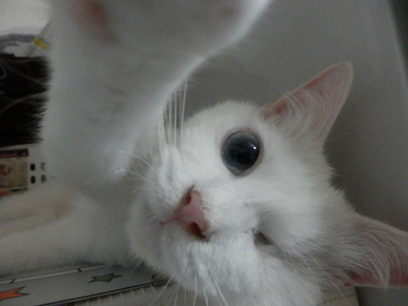 f:id:gosaku13:20150609072634j:image