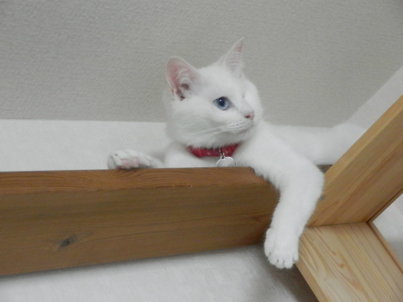 f:id:gosaku13:20150609225809j:image