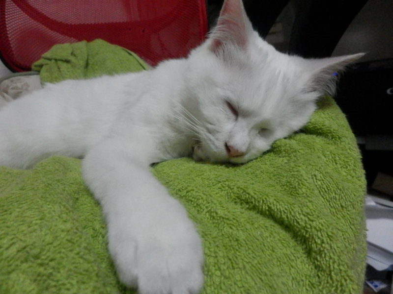 f:id:gosaku13:20150612055835j:image