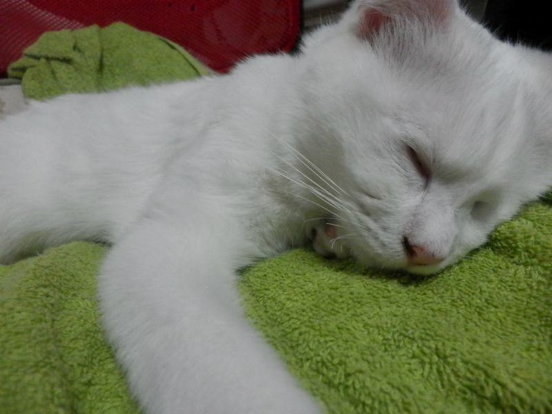 f:id:gosaku13:20150612055837j:image