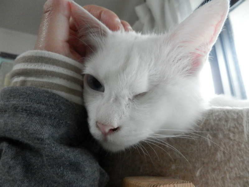 f:id:gosaku13:20150615203152j:image