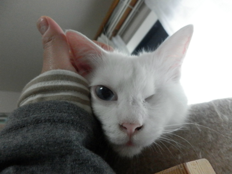 f:id:gosaku13:20150615203401j:image