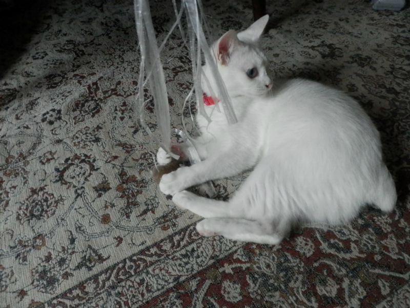 f:id:gosaku13:20150617165258j:image