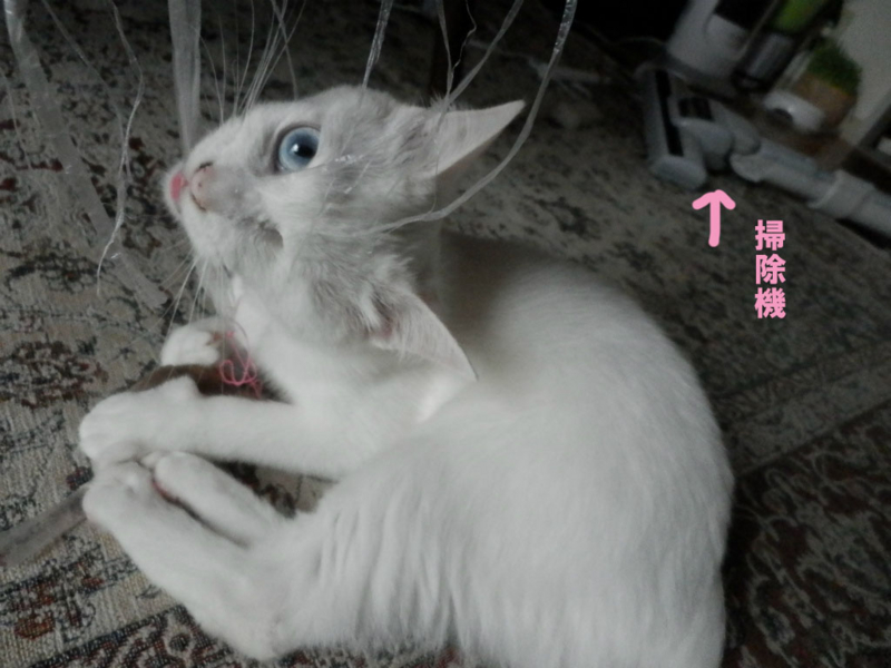 f:id:gosaku13:20150617165332j:image