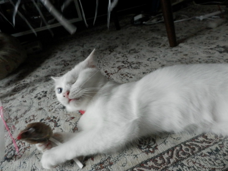 f:id:gosaku13:20150617165428j:image